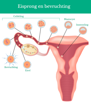 Vruchtbaarheid Vrouw 24baby Nl