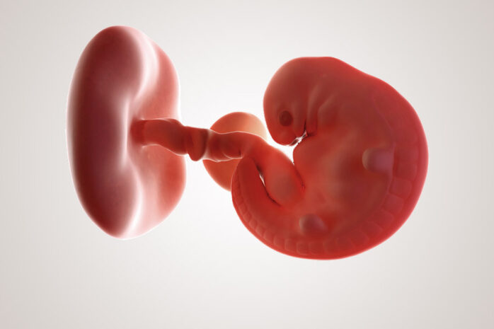 De ontwikkeling van de embryo na 6 weken zwanger