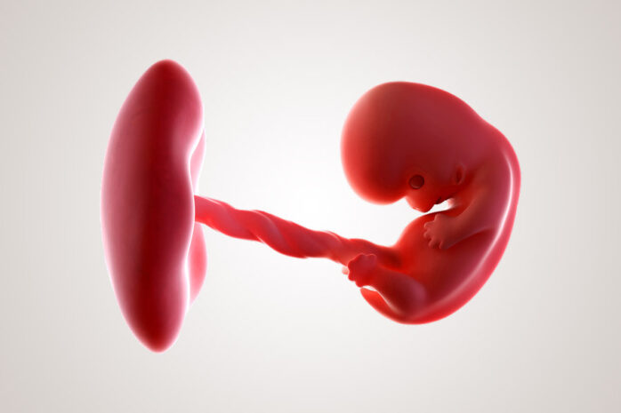 De ontwikkeling van de embryo na 8 weken zwanger