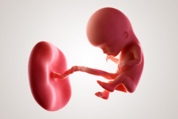 De ontwikkeling van de embryo na 3 maanden zwanger