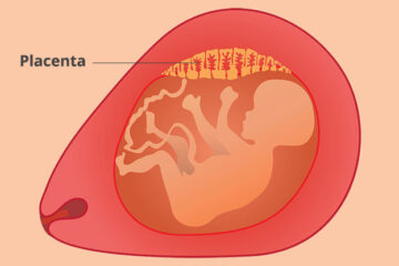 De Placenta Moederkoek 24baby Nl