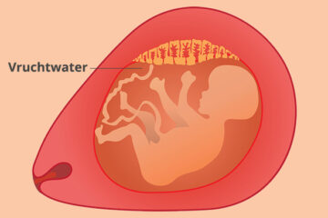 Vruchtwater en foetus in de baarmoeder