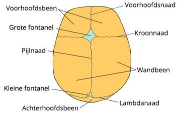 Schedel van een pasgeboren baby met fontanellen