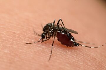 Aedes Aegypti verspreid het zika-virus