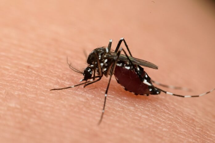 Aedes Aegypti verspreid het zika-virus