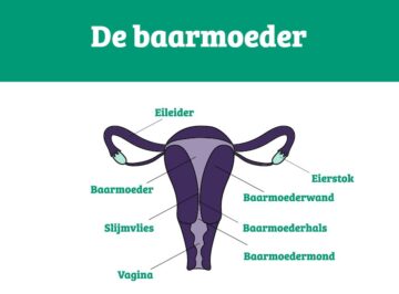 Alles Over Je Baarmoeder Rondom De Zwangerschap 24baby Nl