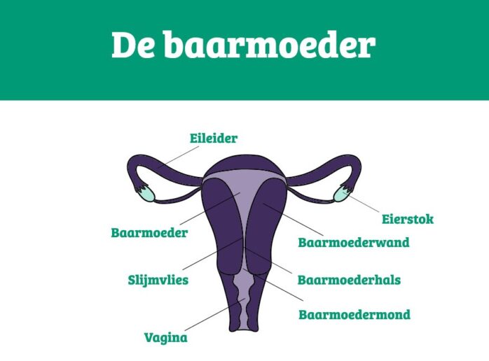 Alles Over Je Baarmoeder Rondom De Zwangerschap – 24Baby.nl