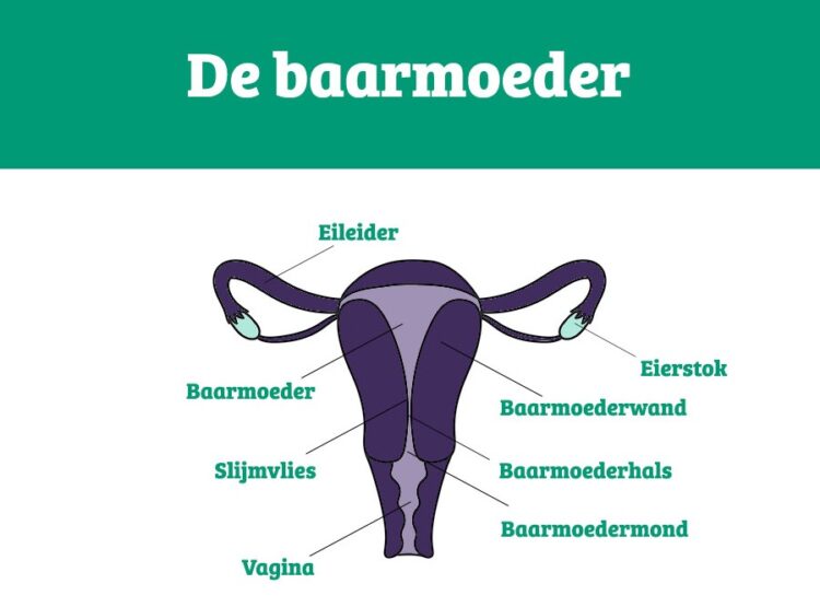 Alles over je baarmoeder rondom de zwangerschap – 24Baby.nl
