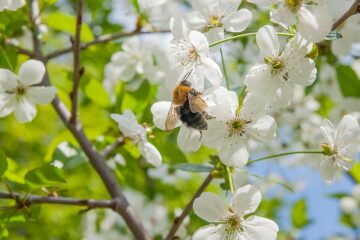 insectenbeet herkennen baby - hommel