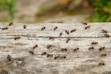 insectenbeet herkennen baby - rode mieren