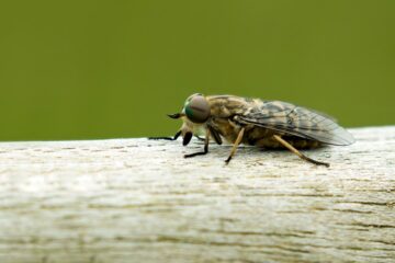 insectenbeet herkennen baby - steekvlieg