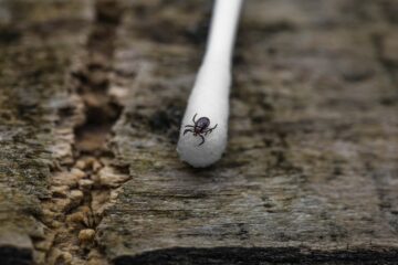 insectenbeet herkennen baby - teek