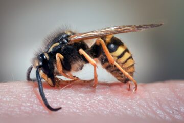 insectenbeet herkennen baby - wesp