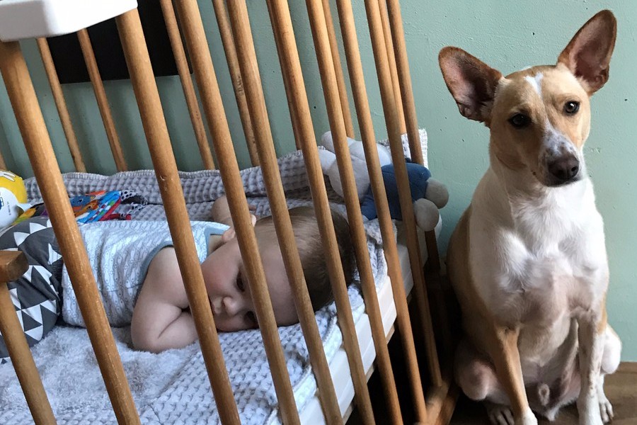Marshall en Chef welk hond bij het gezin