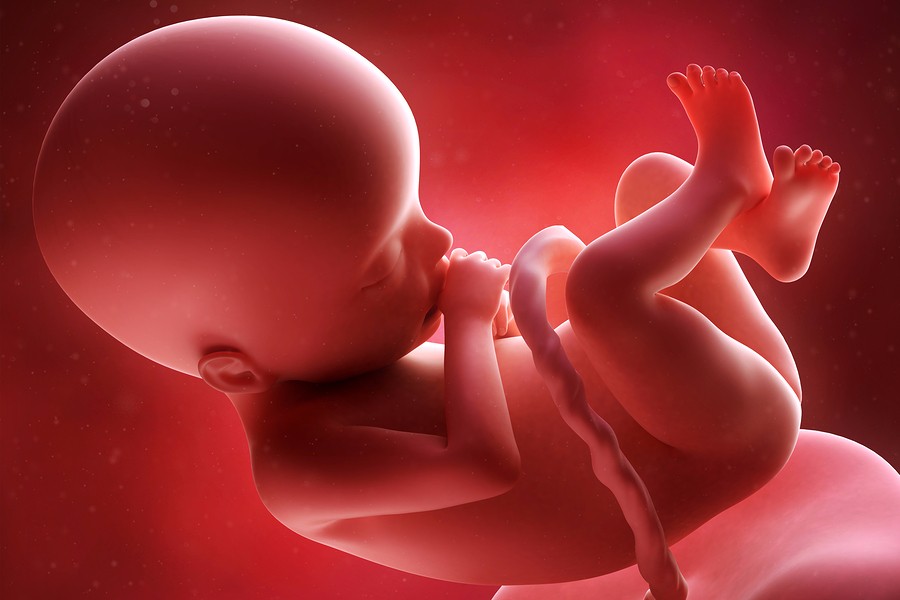 kans Ongedaan maken stof in de ogen gooien Foetus: van embryo tot baby – 24Baby.nl
