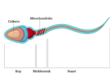 Sperma Alles Wat Je Wilt Weten Over De Mannelijke Zaadcel 24baby Nl