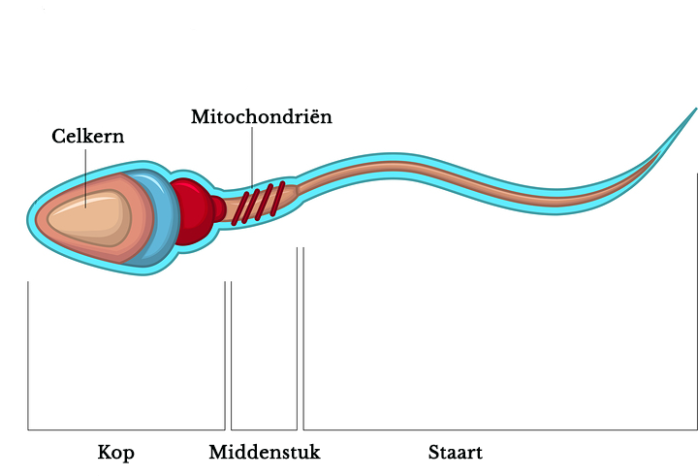 Schematische weergave spermacel