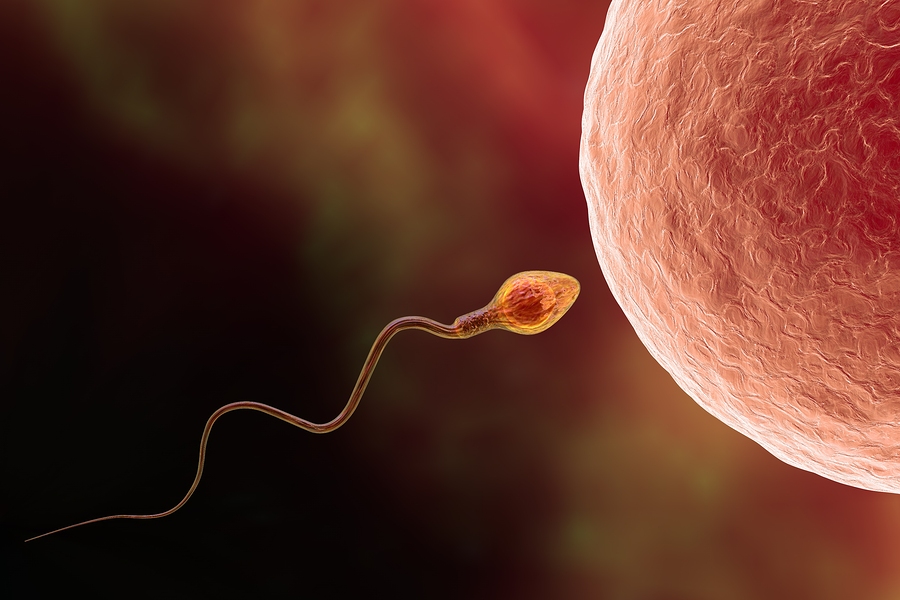 Sperma: alles wat je wil weten over de mannelijke zaadcel – 24Baby.nl