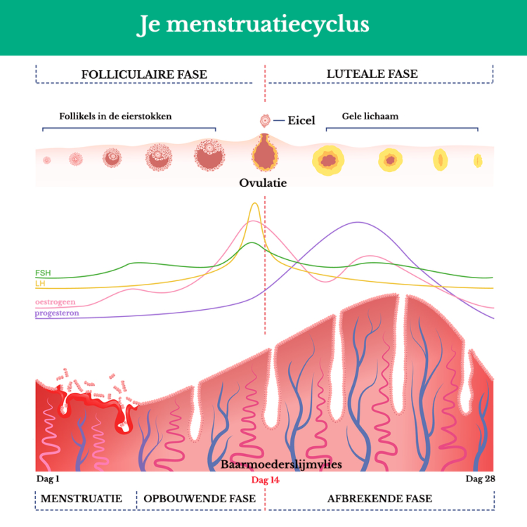 Menstruatiecyclus en zwanger worden 24Baby.nl