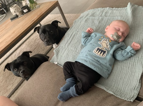 Honden houden de wacht bij slapende baby