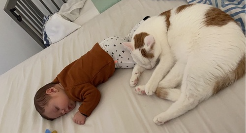 Kat ligt te slapen bij baby