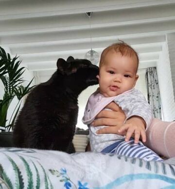 Kat geeft baby een lik