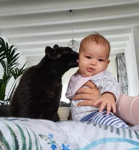 Kat geeft baby een lik