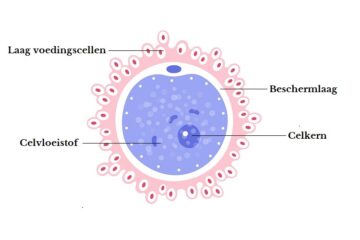 Schematische weergave van een eicel