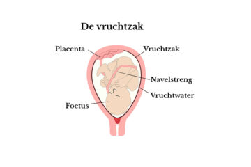 Schematische afbeelding van een baby in de vruchtzak