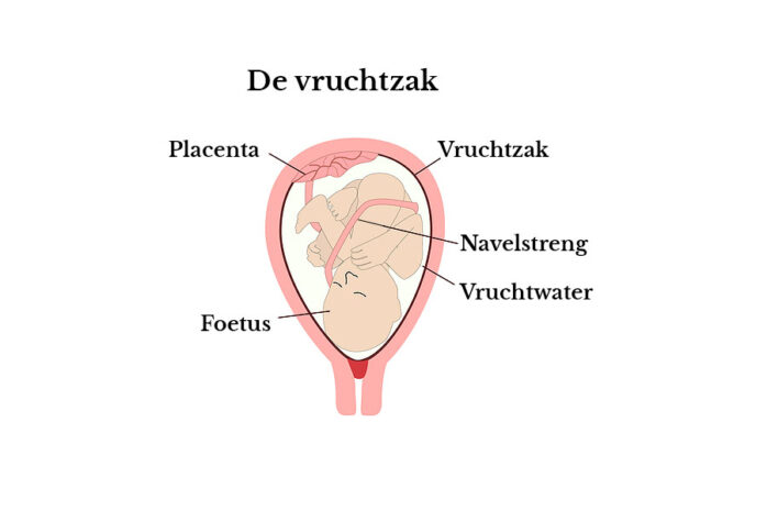 Schematische afbeelding van een baby in de vruchtzak