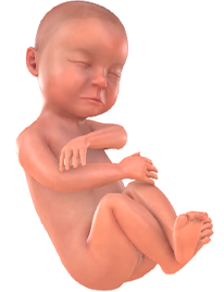 Je baby bij 30 weken
