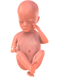 je baby bij 17 weken