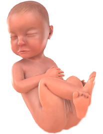Je baby bij 31 weken