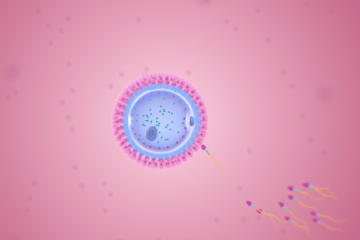 3D animatie van de bevruchting van een eicel