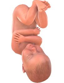 Je baby bij 36 weken