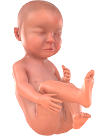 Je baby bij 29 weken