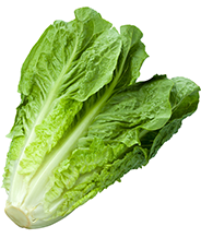 Week 36 baby is zo groot als krop Romaine sla