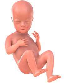 je baby bij 19 weken