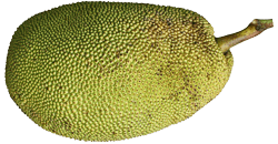 Week-41-baby-zo-groot-als-jackfruit