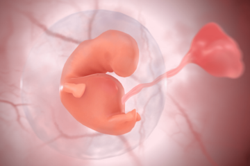 Animatie van de baby in de baarmoeder in 3D