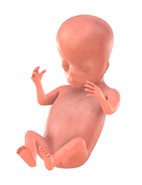 Je baby bij 11 weken