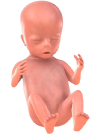 je baby bij 14 weken