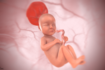3d baby bij 27 weken