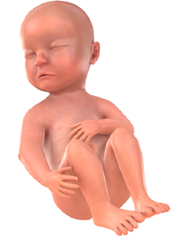 je baby bij 23 weken