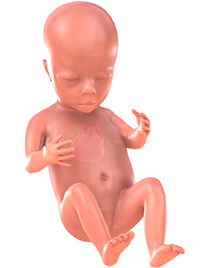 je baby bij 16 weken