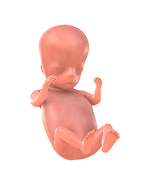 Je baby bij 10 weken