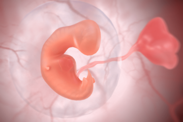 3D afbeelding van het embryo in de baarmoeder