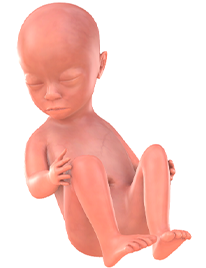 je baby bij 21 weken