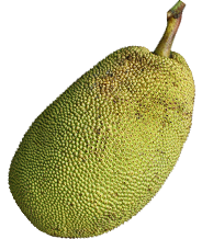 Week 41 baby is zo groot als jackfruit
