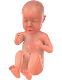 je baby bij 25 weken